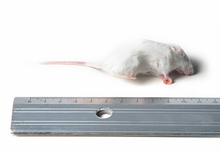 Kleine muis 1 kilo